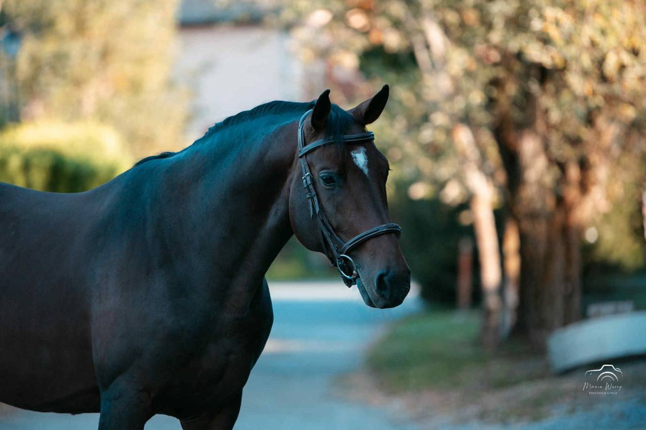 Intero Origine non conosciuta  In vendita 2020 Baio scuro