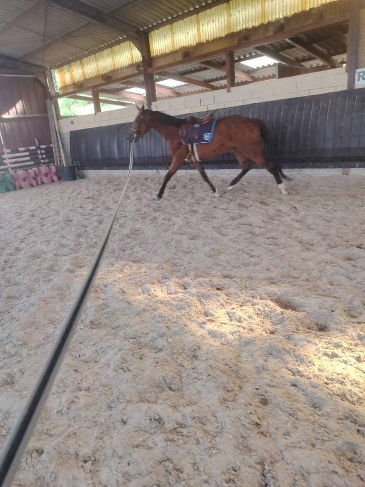 Castrone Sella Francese In vendita 2022 Baio scuro ,  Hitchcock BM