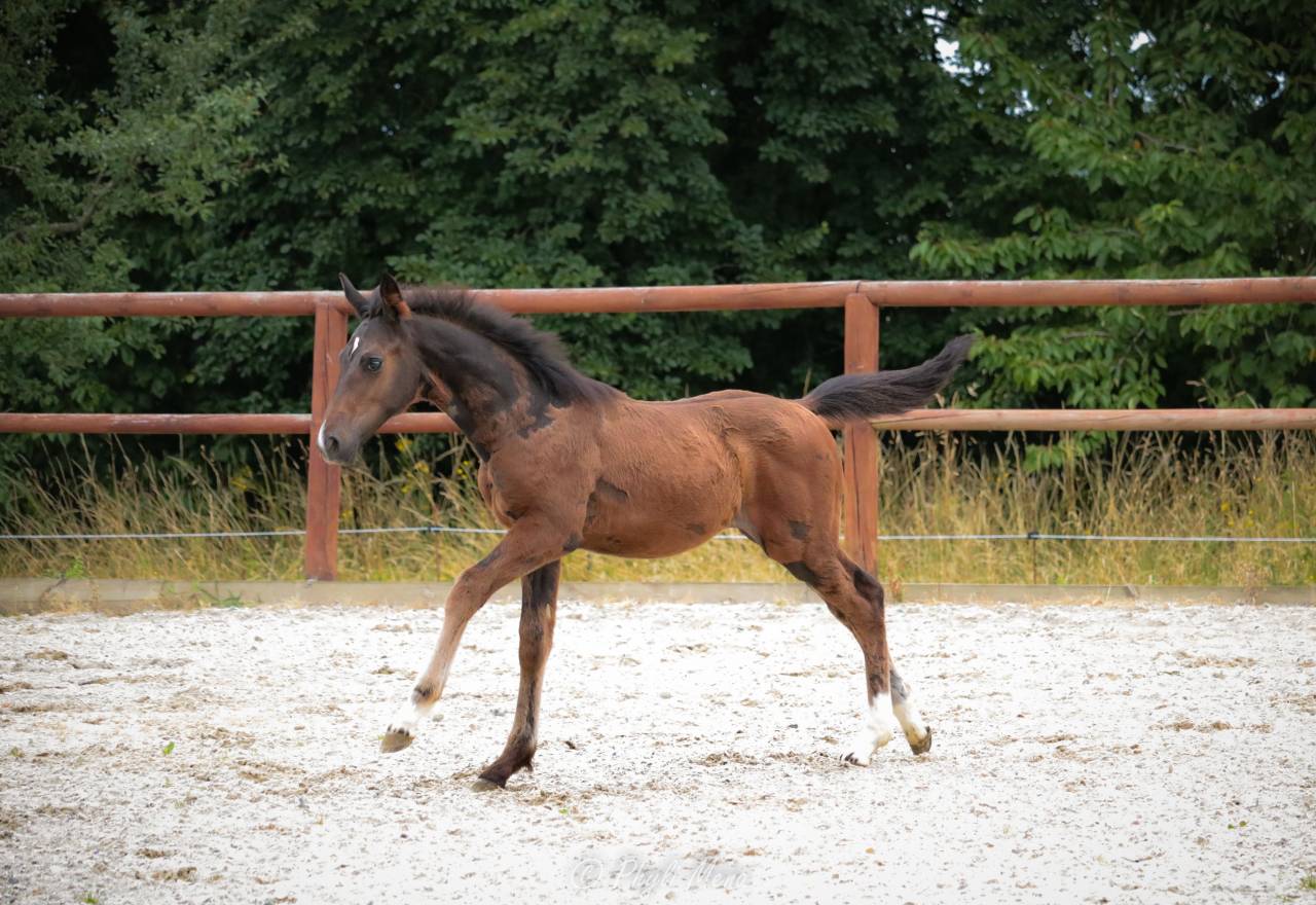Puledro Sella Francese In vendita 2025 Baio ,  Rpm canturando 