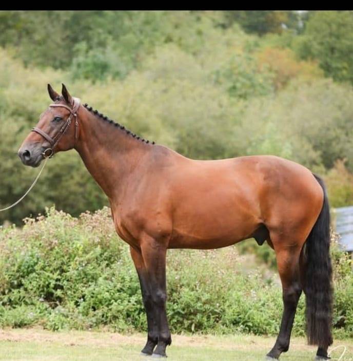 Castrone Cavallo da Sella In vendita 2016 Baio ,  TYPHOON S