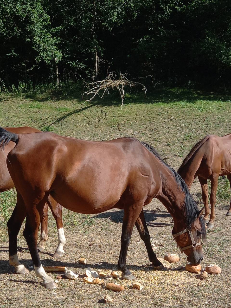 Cavalla Arabo In vendita 2020 Baio ,  Samba de la Chav&eacute;e