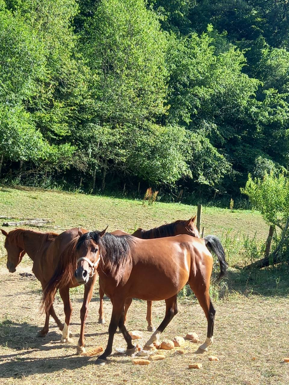 Cavalla Arabo In vendita 2020 Baio ,  Samba de la Chav&eacute;e