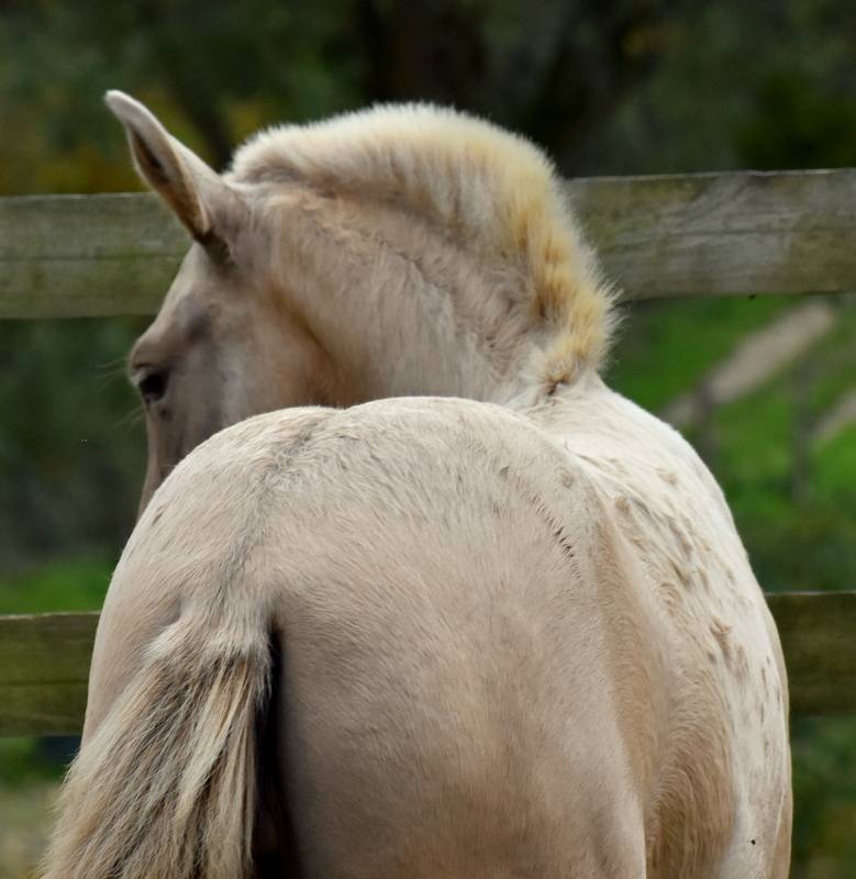 Puledra PRE Andaluso In vendita 2025 Altro colore