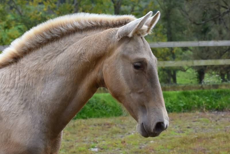 Puledra PRE Andaluso In vendita 2025 Altro colore