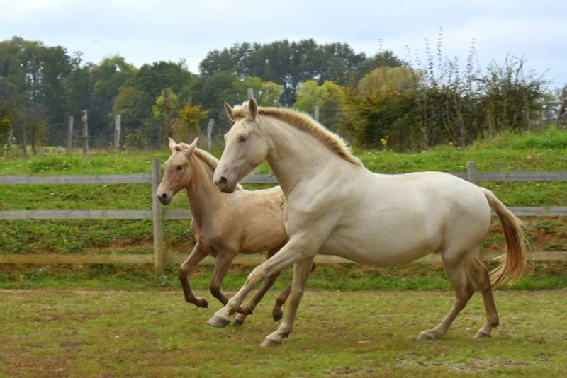 Puledra PRE Andaluso In vendita 2025 Altro colore