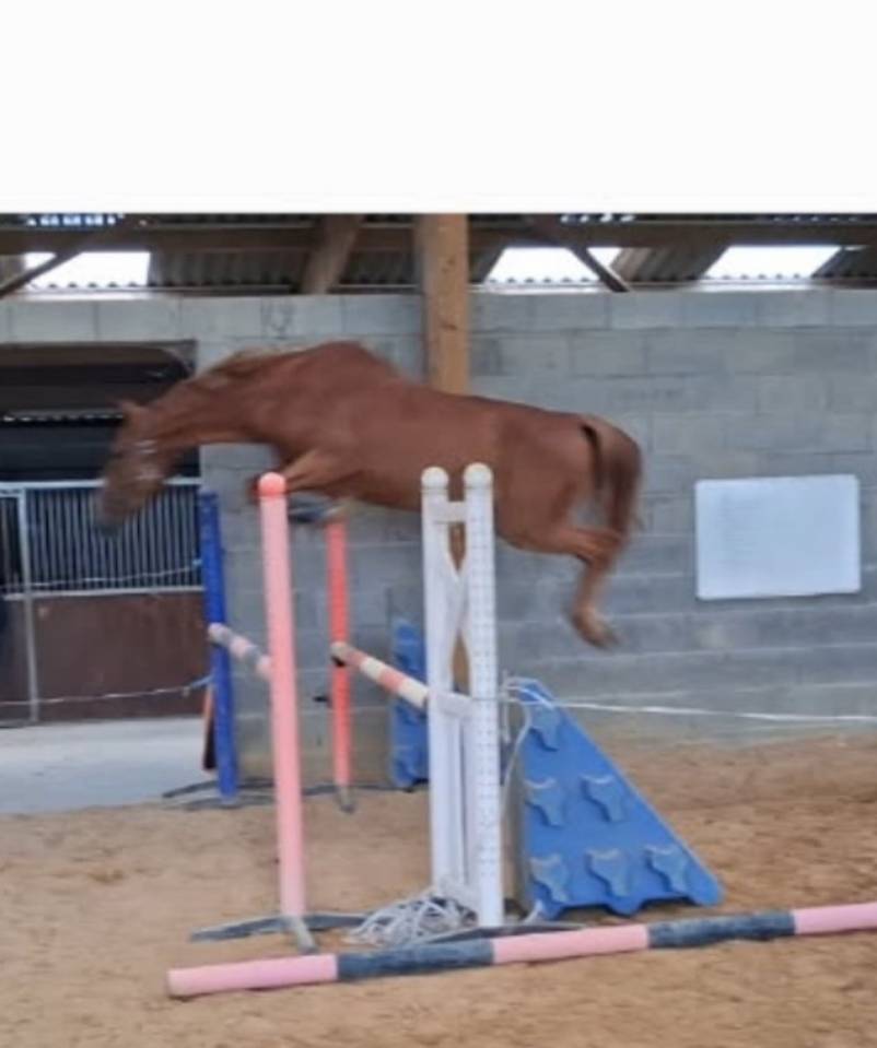 Castrone Zangersheide In vendita 2022 Sauro brulé ,  El pintador