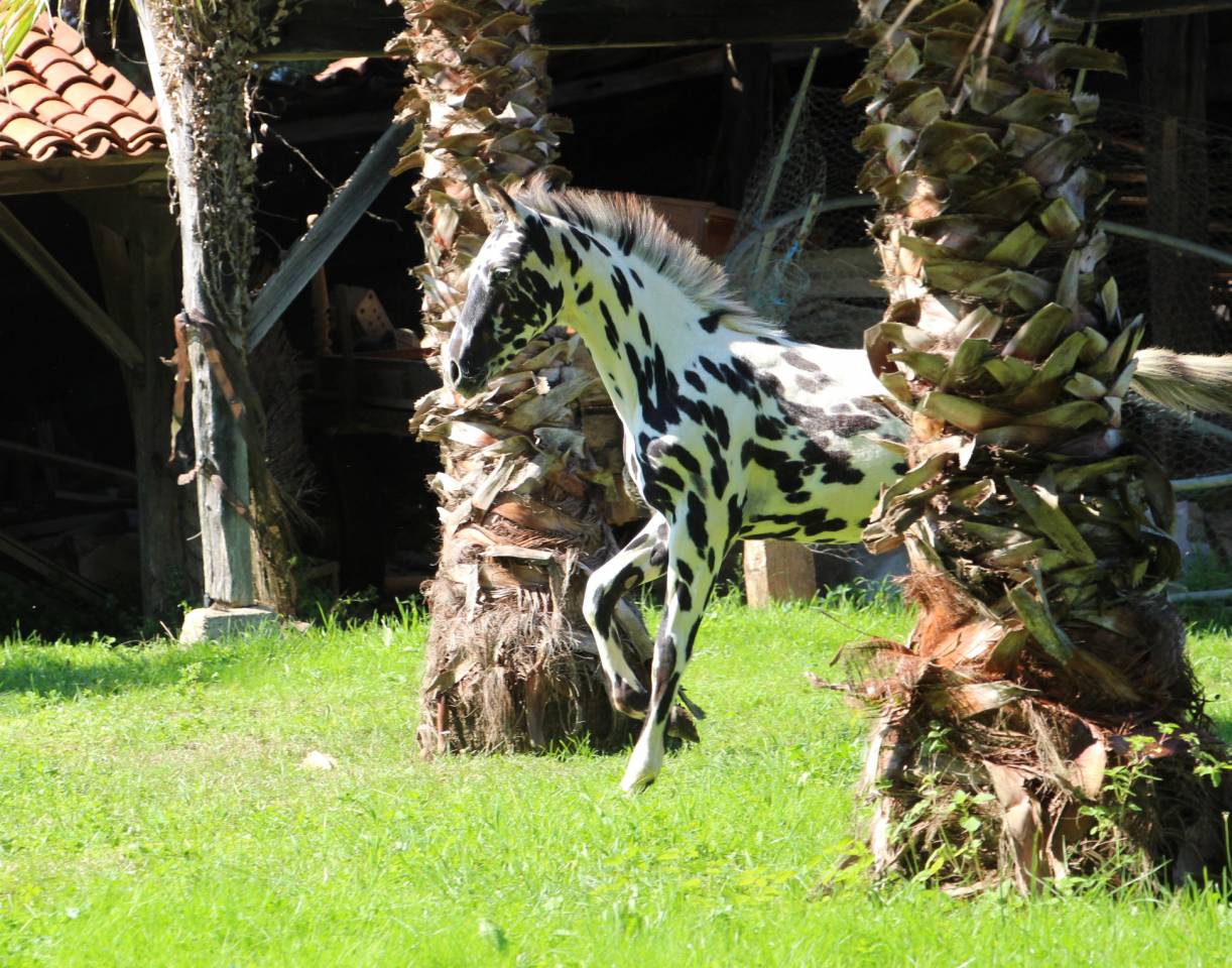 Puledro Origine non conosciuta  In vendita 2025 Appaloosa