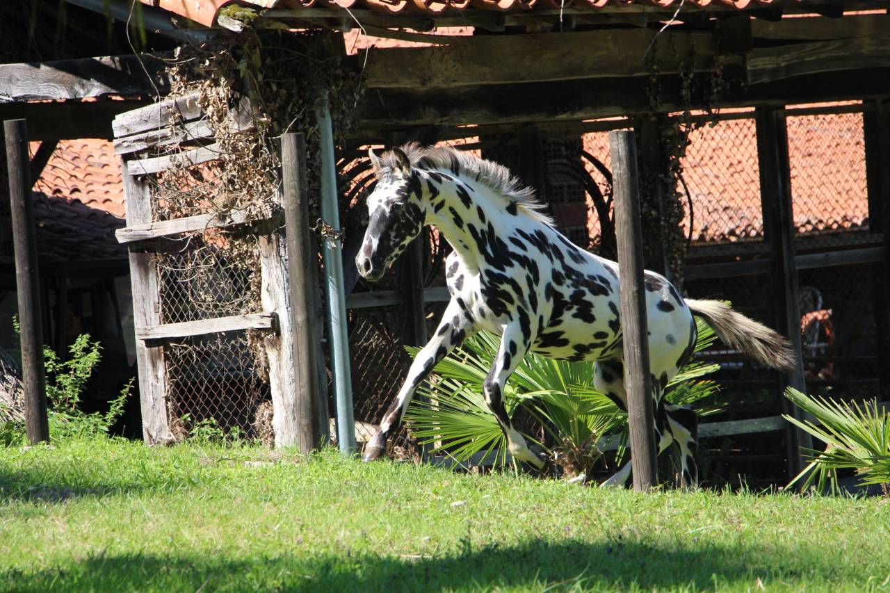 Puledro Origine non conosciuta  In vendita 2025 Appaloosa