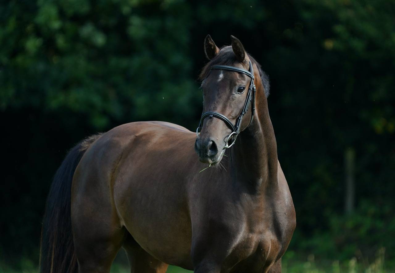 Cavalla Sella Francese In vendita 2022 Baio ,  Conthargos