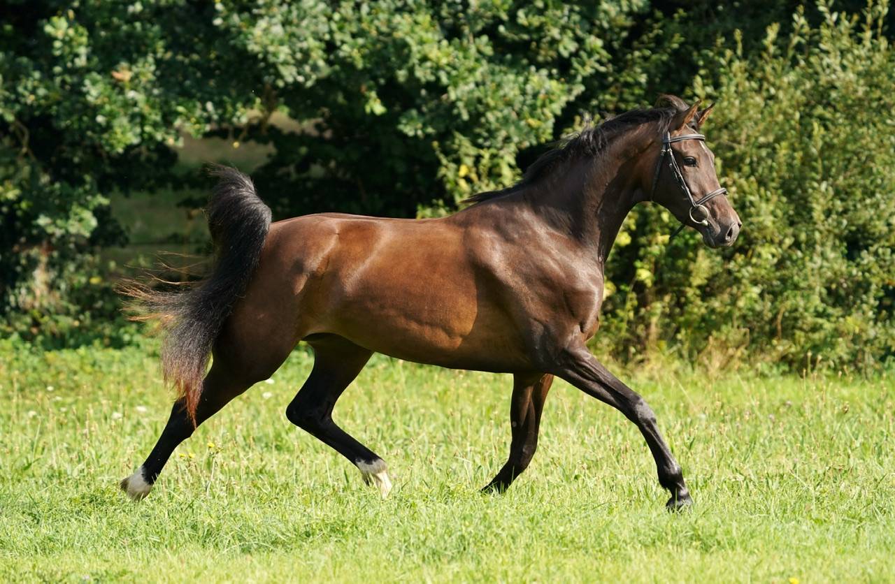 Cavalla Sella Francese In vendita 2022 Baio ,  Conthargos