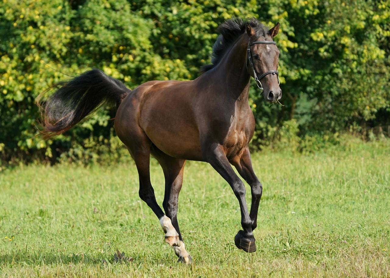 Cavalla Sella Francese In vendita 2022 Baio ,  Conthargos