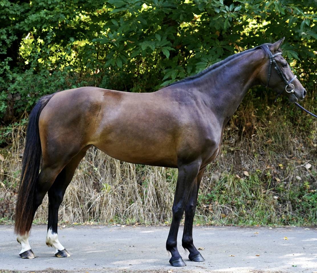 Cavalla Sella Francese In vendita 2022 Baio ,  Conthargos