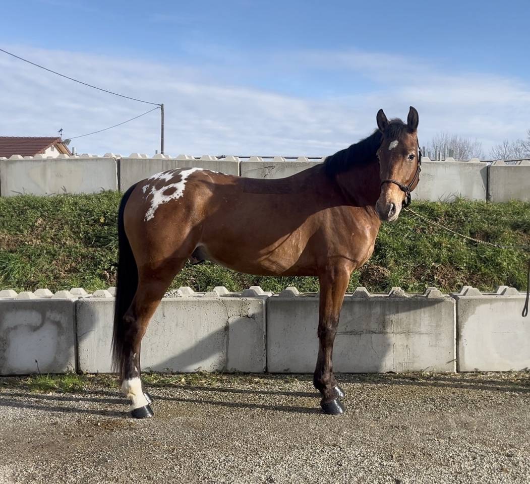 Castrone AES Anglo European Studbook In vendita 2022 Altro colore