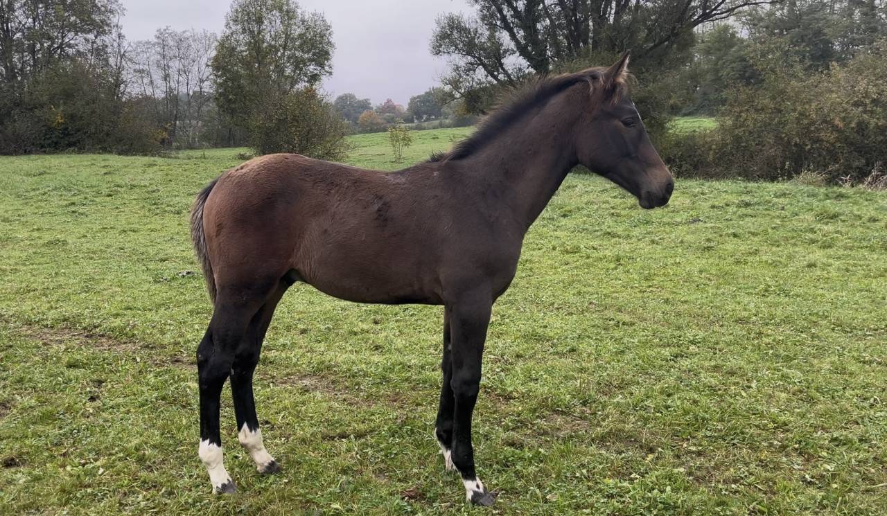 Puledro Origine non conosciuta  In vendita 2025 Baio scuro