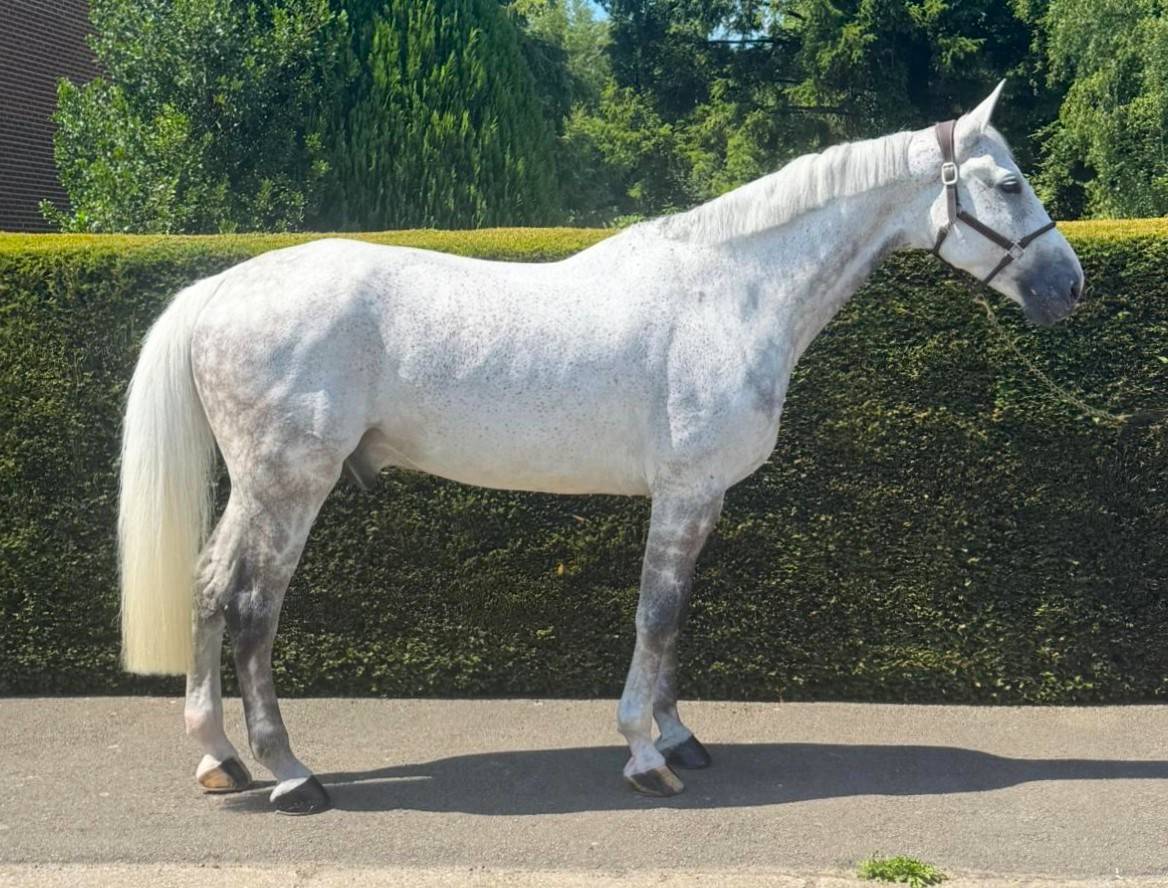 Castrone Zangersheide In vendita 2015 Grigio ,  CICERO VAN PAEMEL