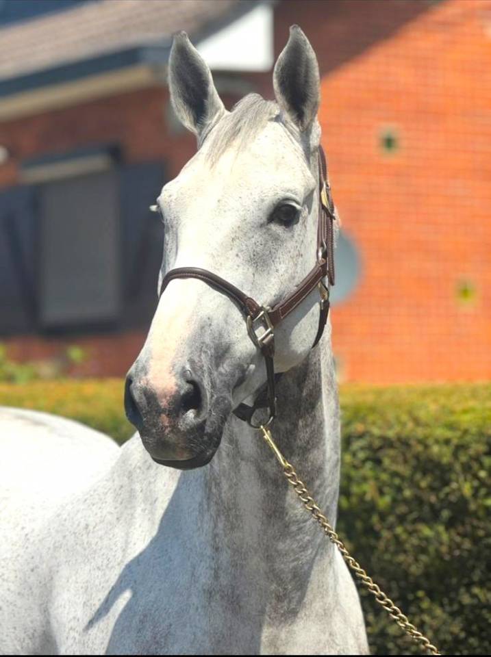 Castrone Zangersheide In vendita 2015 Grigio ,  CICERO VAN PAEMEL