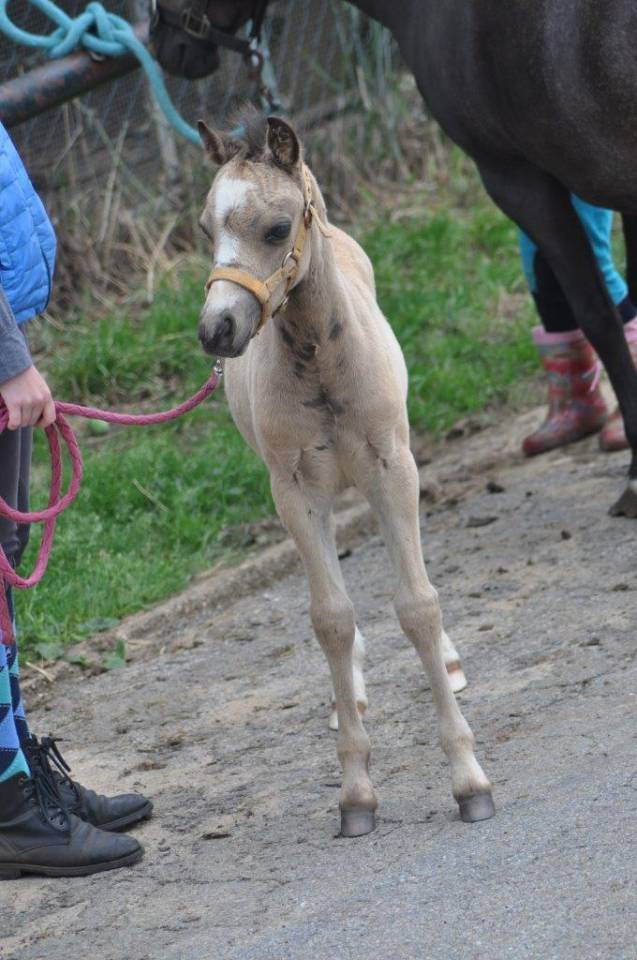 Devine Loki - Welsh Poney (Sezione A) 2020 ,  Quincy
