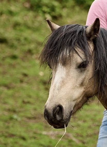 Devine Loki - Welsh Poney (Sezione A) 2020 ,  Quincy