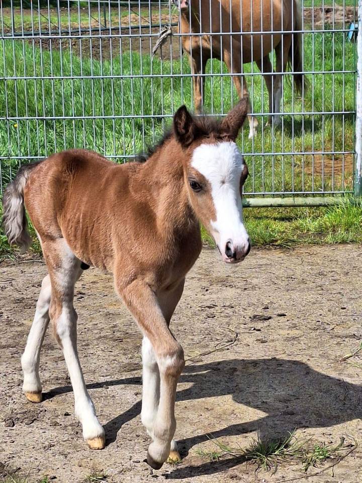 Thor - Welsh Poney (Sezione A) 2023 ,  Quincy