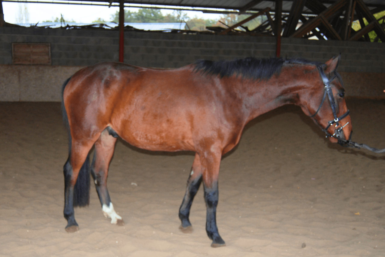 Castrone Sella Francese In vendita 2022 Baio ,  COLORE, HOLST