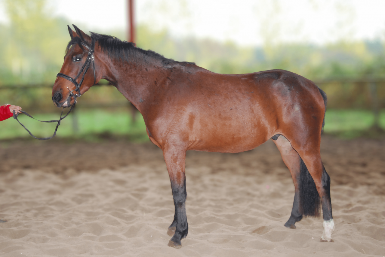 Castrone Sella Francese In vendita 2022 Baio ,  COLORE, HOLST