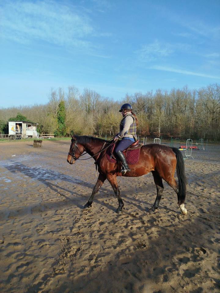 Castrone Sella Francese In vendita 2022 Baio ,  COLORE, HOLST