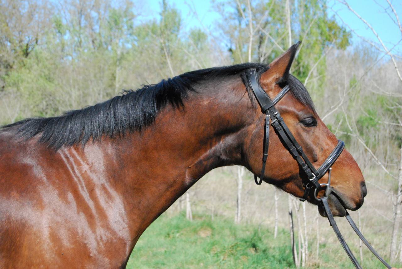 Castrone Sella Francese In vendita 2022 Baio ,  COLORE, HOLST