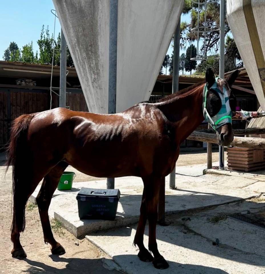 Vendita Purosangue Arabo per ENDURANCE 