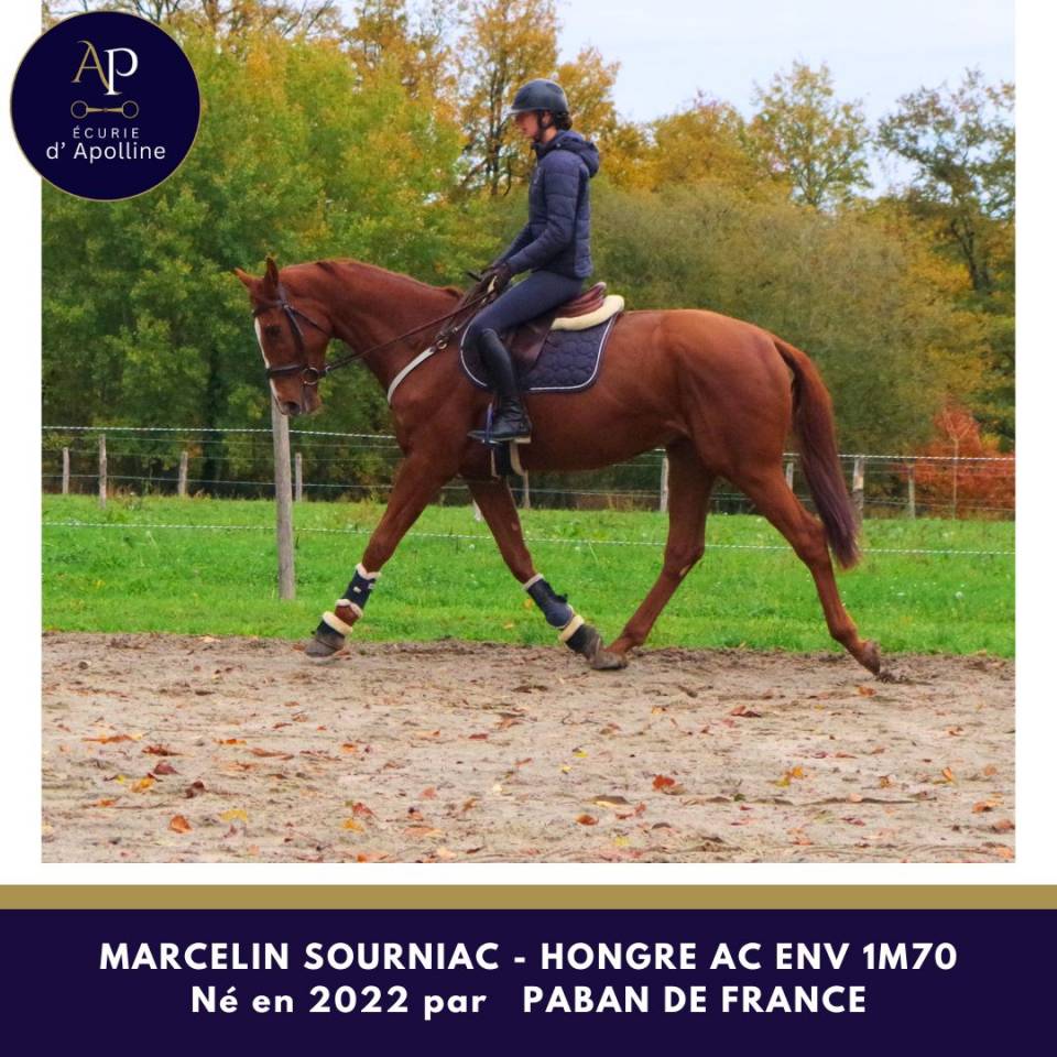 Castrone Anglo-Arabo da Complemente In vendita 2022 Sauro