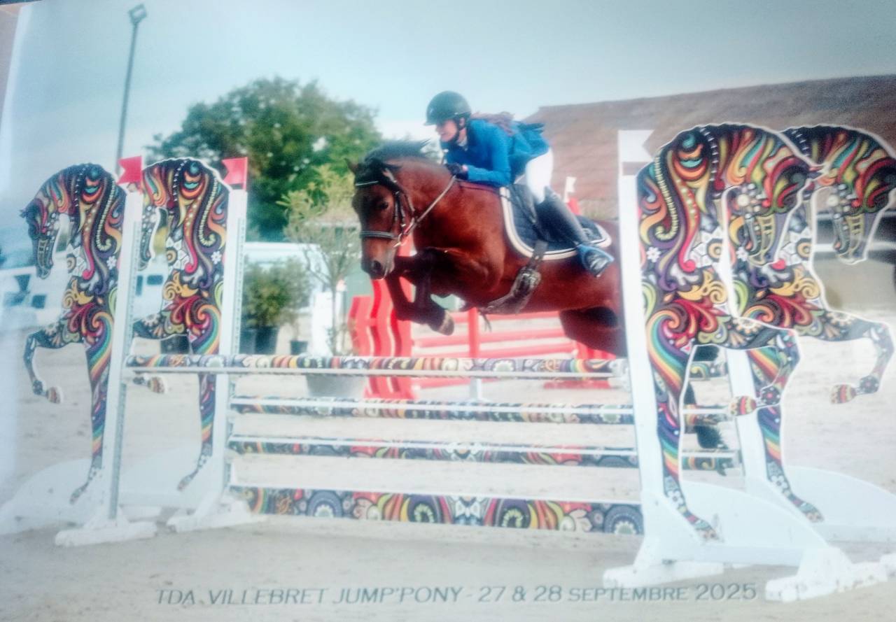 Castrone Welsh Poney (Sezione C) In vendita 2018 Baio