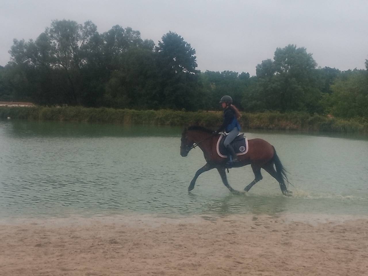 Castrone Welsh Poney (Sezione C) In vendita 2018 Baio