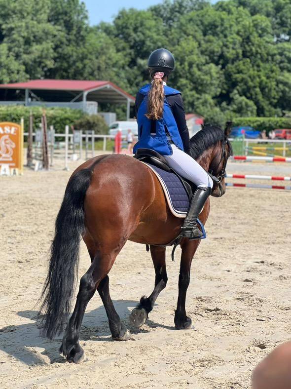 Castrone Welsh Poney (Sezione C) In vendita 2018 Baio
