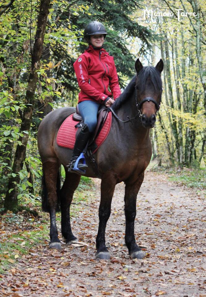 Castrone Welsh Poney (Sezione C) In vendita 2018 Baio