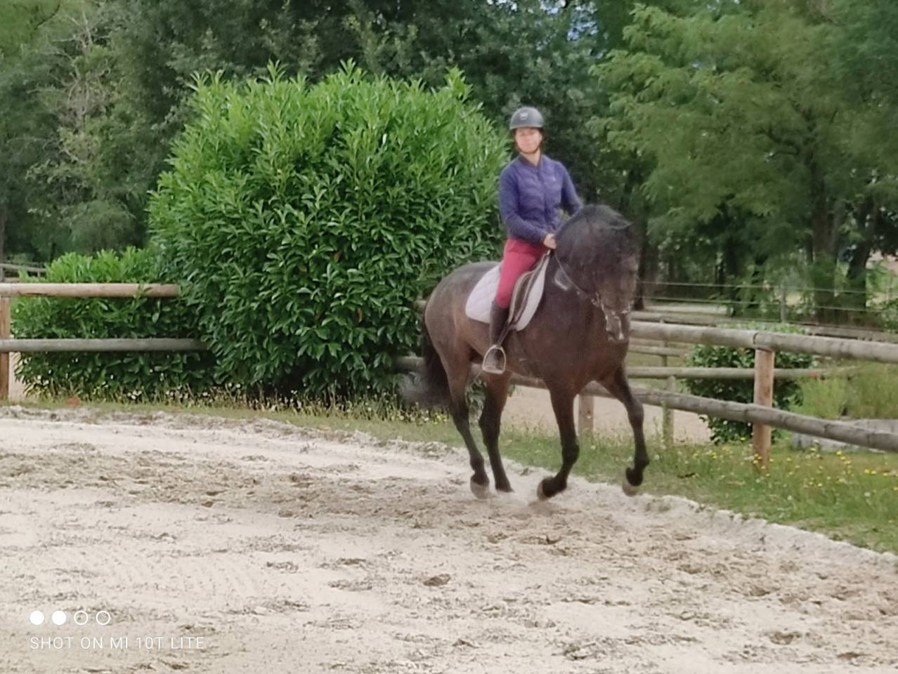 Stallone PRE Andaluso In vendita 2016 Baio