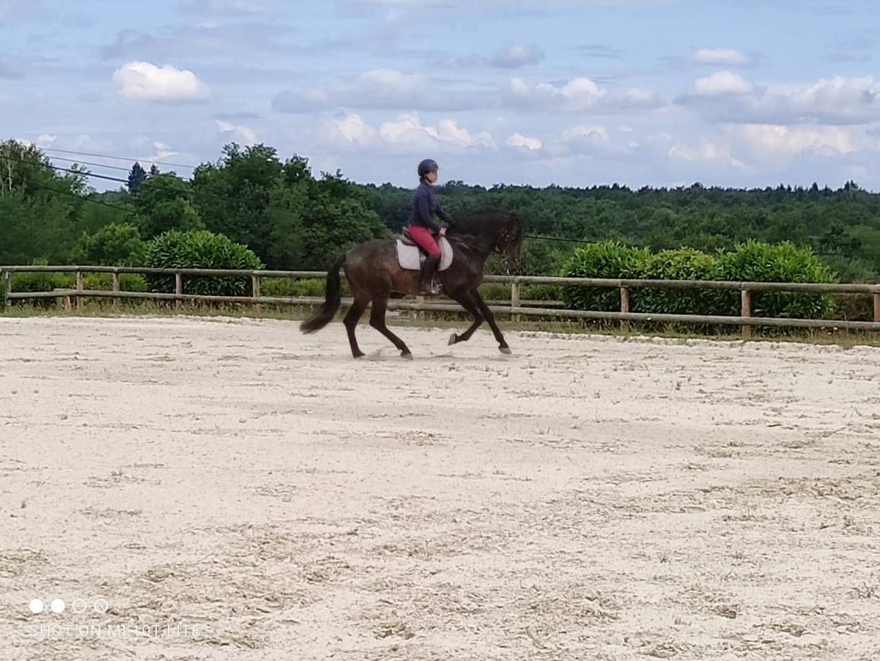 Stallone PRE Andaluso In vendita 2016 Baio