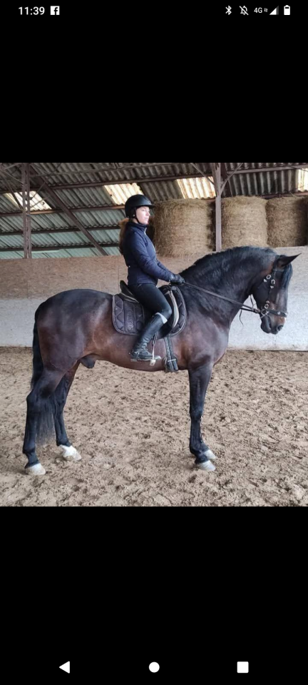 Stallone PRE Andaluso In vendita 2016 Baio