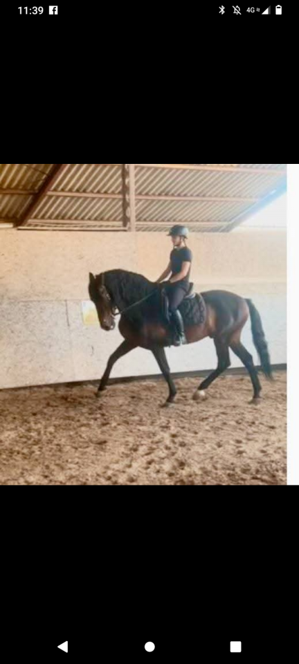 Stallone PRE Andaluso In vendita 2016 Baio