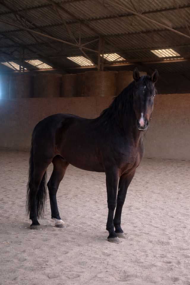 Stallone PRE Andaluso In vendita 2016 Baio