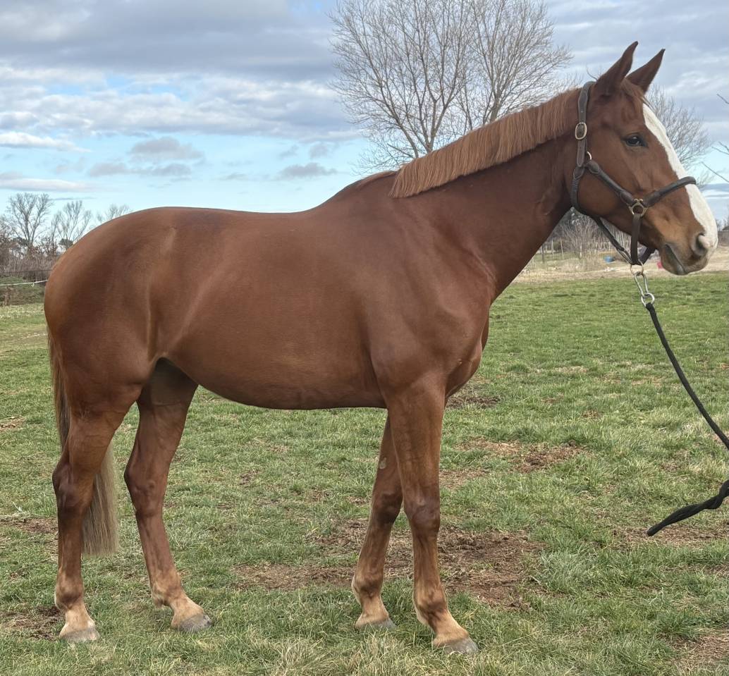 Cavalla Sella Francese In vendita 2016 Sauro ,  Cartoon Z