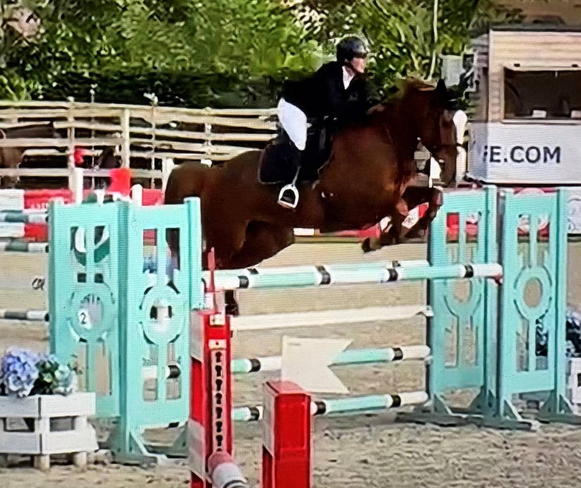 Cavalla Sella Francese In vendita 2016 Sauro ,  Cartoon Z