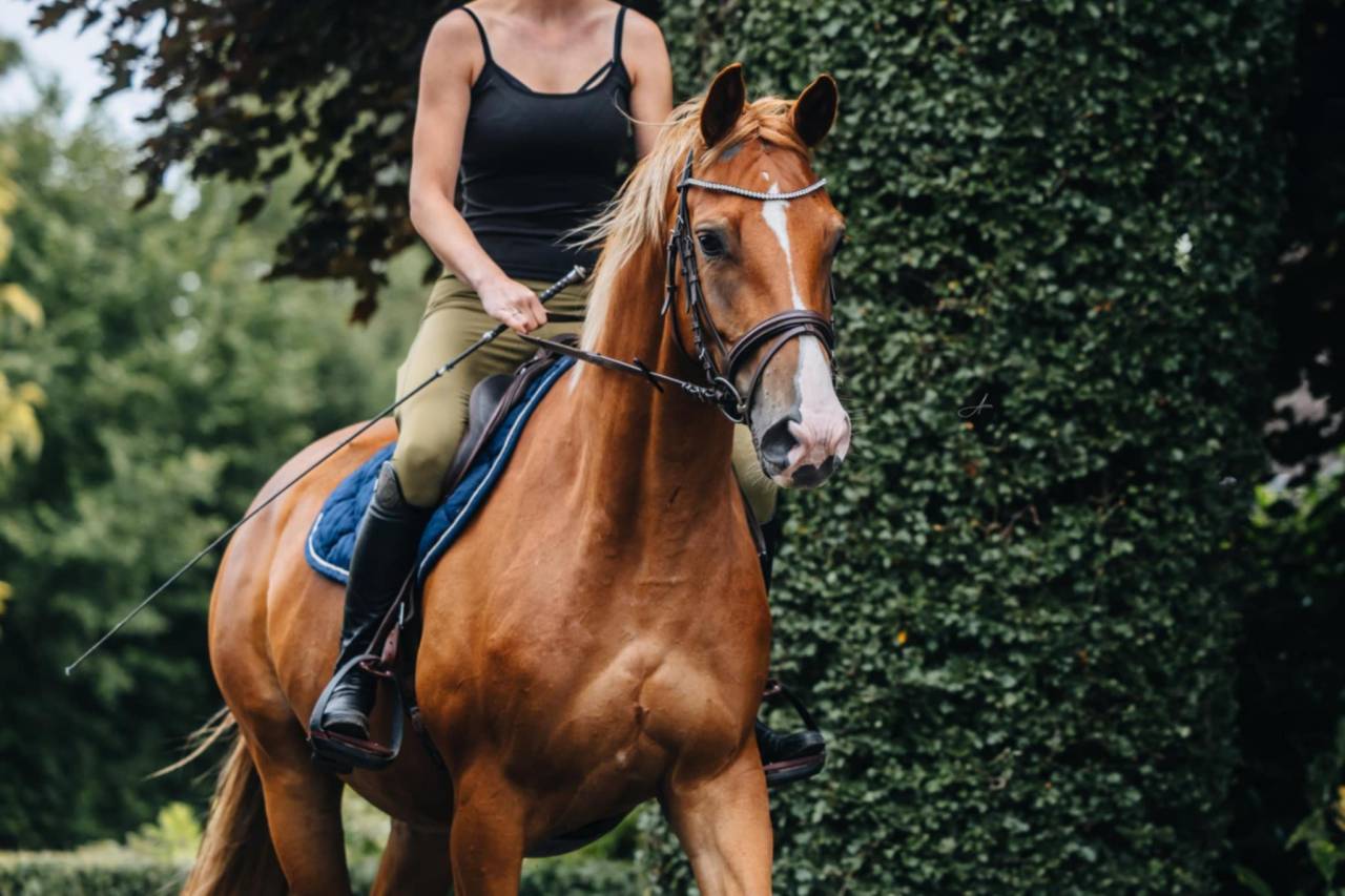 Cavalla Oldenburger In vendita 2019 Sauro ,  MARC CAIN