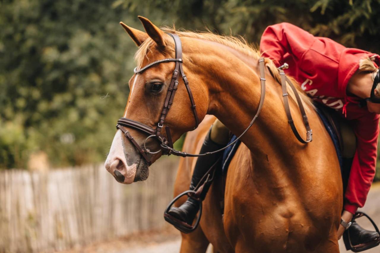 Cavalla Oldenburger In vendita 2019 Sauro ,  MARC CAIN