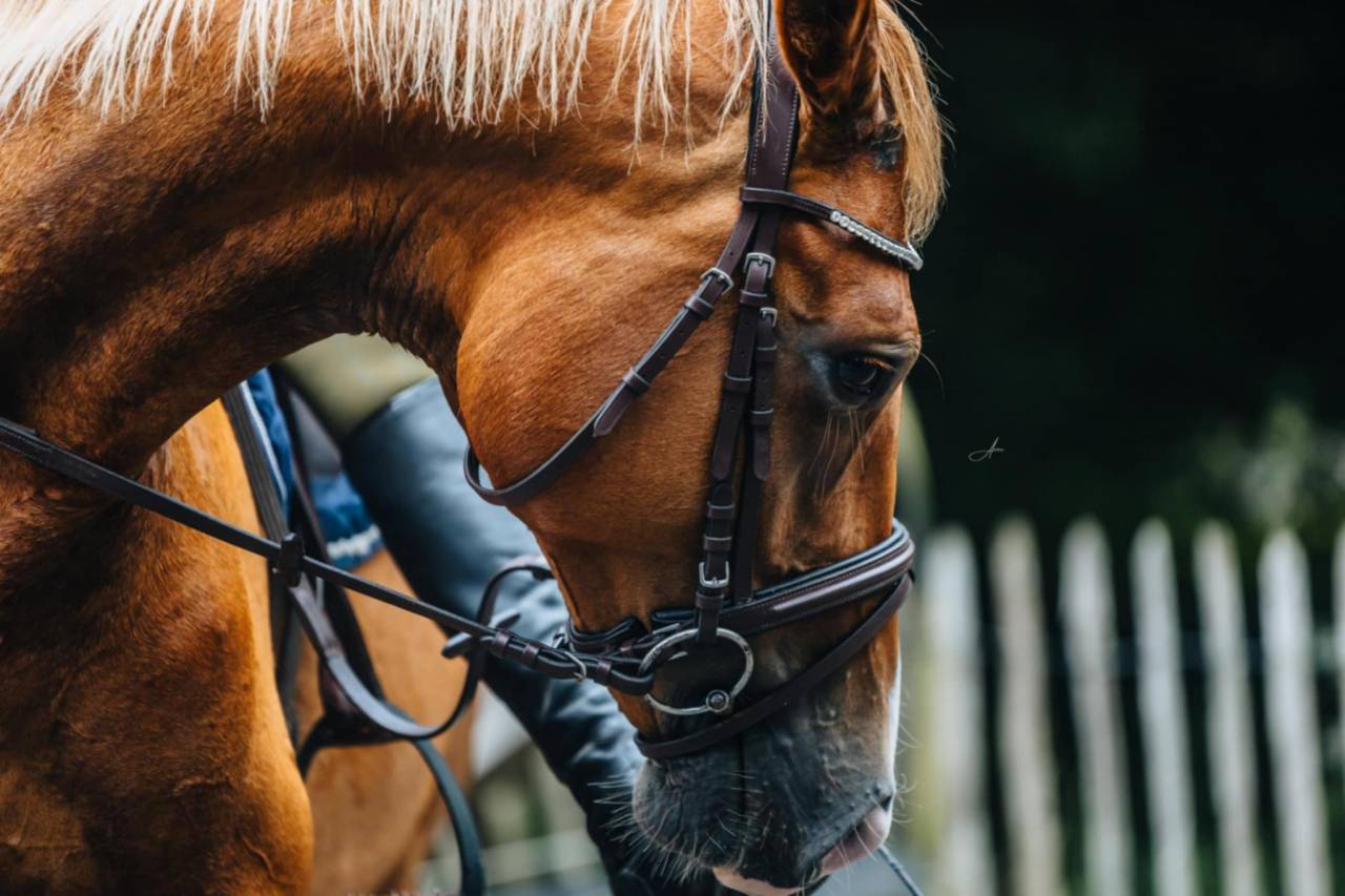 Cavalla Oldenburger In vendita 2019 Sauro ,  MARC CAIN