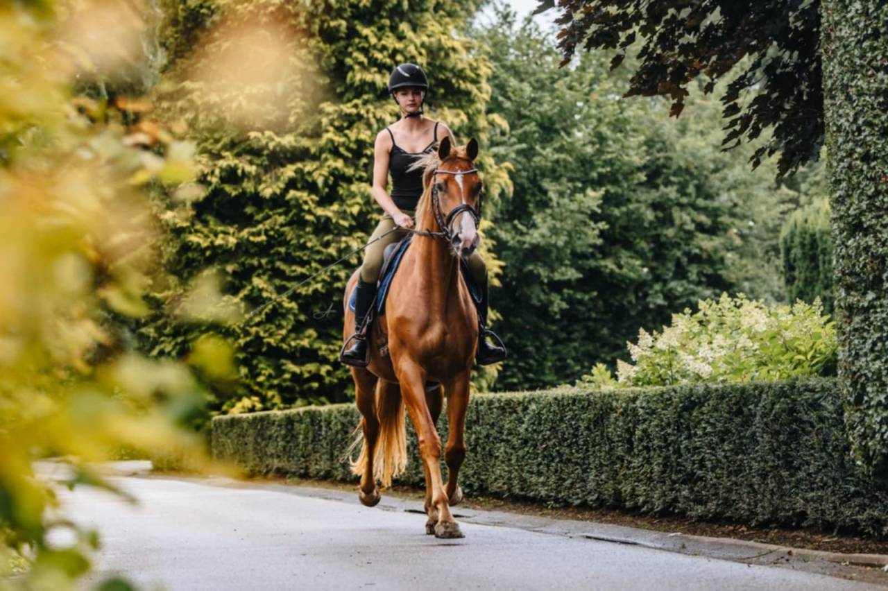 Cavalla Oldenburger In vendita 2019 Sauro ,  MARC CAIN
