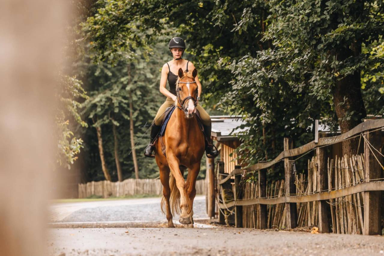 Cavalla Oldenburger In vendita 2019 Sauro ,  MARC CAIN