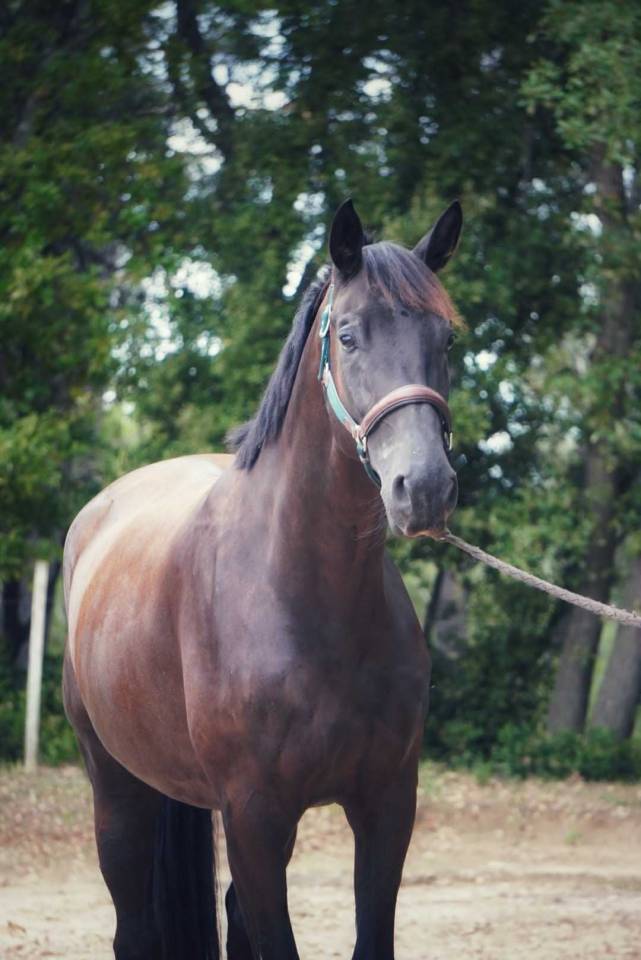 Castrone Sella Francese In vendita 2021 Nero