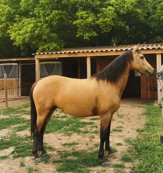 Cavalla AES Anglo European Studbook In vendita 2018 Isabella