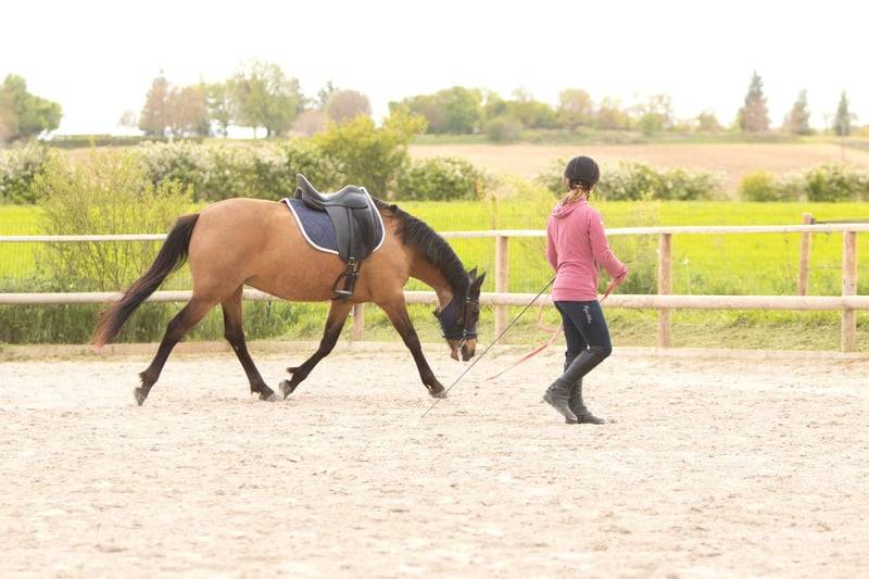 Cavalla AES Anglo European Studbook In vendita 2018 Isabella