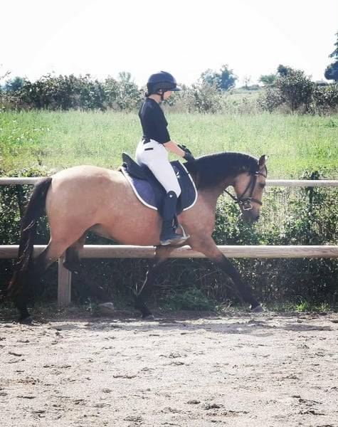 Cavalla AES Anglo European Studbook In vendita 2018 Isabella