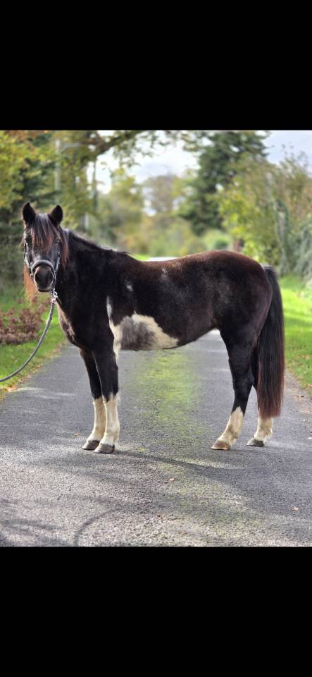 Cavalla Connemara In vendita 2006 Pezzato